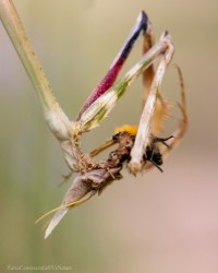 Empusa pennata